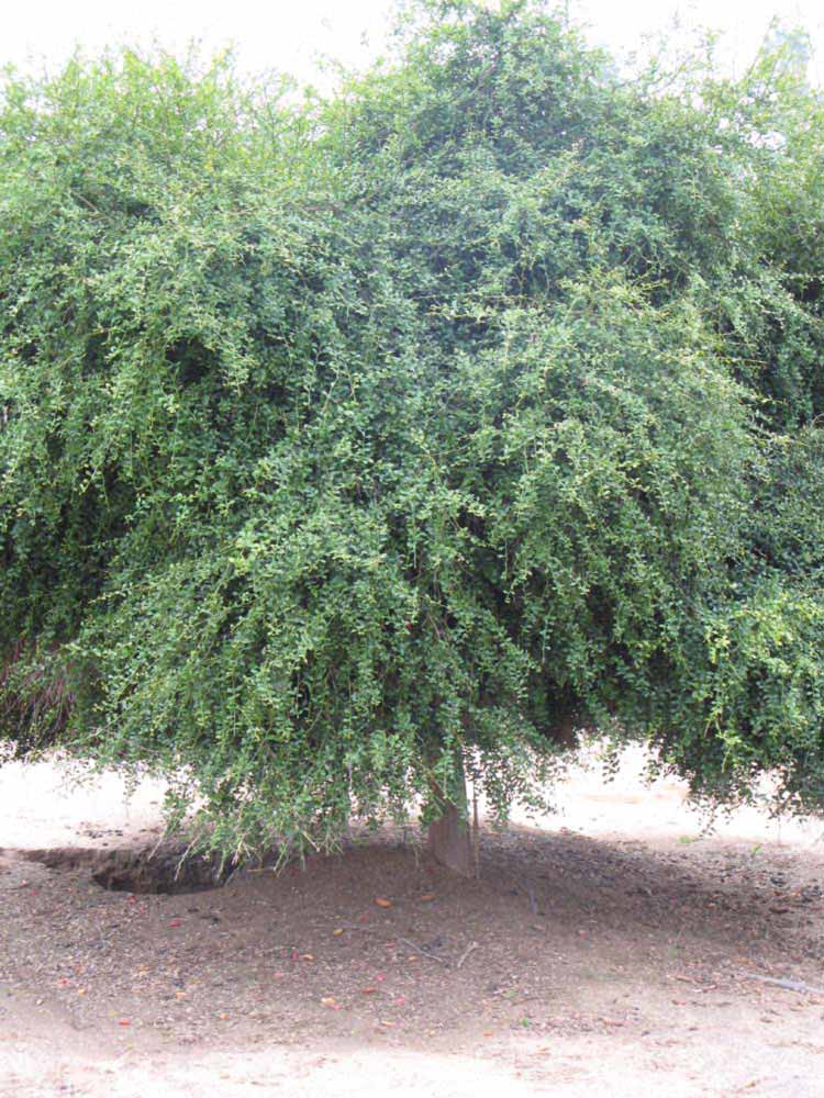 لیمو انگشتی استرالیایی - معرفی درختان میوه